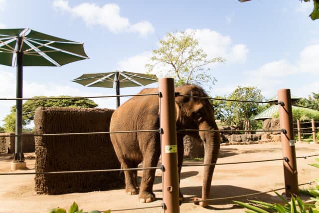 ホノルル動物園園内